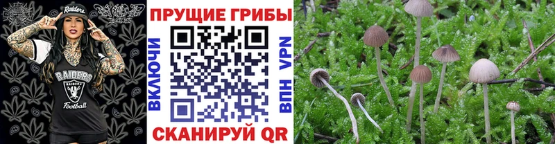 блэк спрут ссылка где найти наркотики Люберцы Псилоцибиновые грибы мухоморы